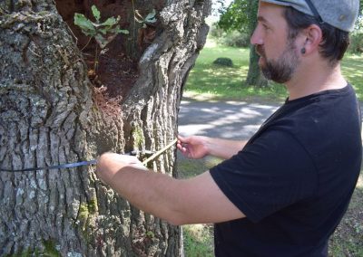 Apex-Elagage Expertise arboricole